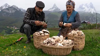 From the Mountain 🏔️ to the Table 🍽️: Mushroom 🍄 Season in the Mountains of Shahdag