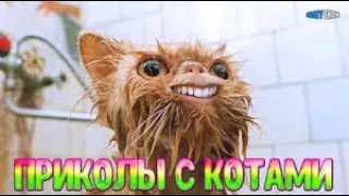 КОШКИ 2021 СМЕШНЫЕ КОШКИ И КОТЫ 2021 ПРИКОЛЫ С КОТАМИ И КОШКАМИ Funny Cats