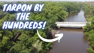 CRAZY TARPON FRENZY! Exploring Rivers Of The East Coast Of Trinidad - Inshore Fishing The Caribbean