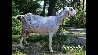 Нубийская коза Лаванда.