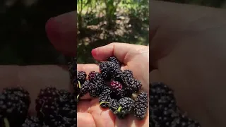 Maui & Shangri la Mulberry Tree...DELICIOUS.. central Florida zone 9b March 25th 2022