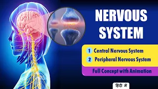 Explain Nervous System Anatomy and Physiology Hindi - Types of Neurons