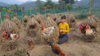 Build Nest System For Chicken To Lay Eggs - Use Bamboo Tree and Rice Straw Build Chicken Coop