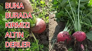 Turp Ektim Ama Baş Yapmadı Diyenler