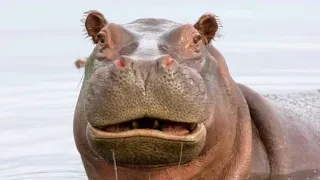 A 2 year old boy swallowed by a Hippo