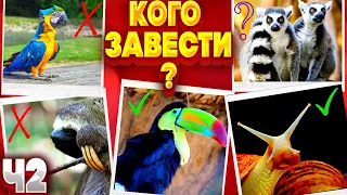 Топ 10 Необычных Экзотических Питомцев, Которых Можно Завести Дома Ч2