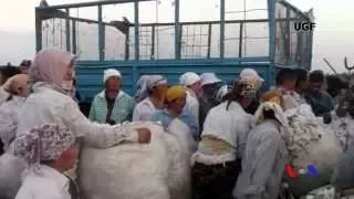 Cotton Campaign and Forced Labor in Uzbekistan - Interview with VOA Uzbek