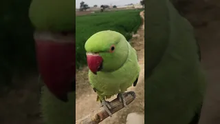 New parrot video #neckline #greenparrot #petbird #birds #talkingbird #parrot #parrotspeak