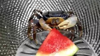 pet crab eating  Watermelon