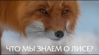 What do we know about foxes?