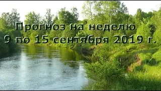 Расклад Таро. Прогноз на неделю с 9 по 15 сентября 2019 г.