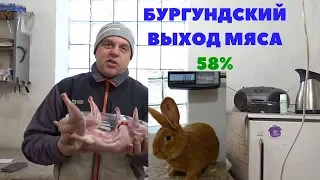 Убойный выход мяса бургундского кролика в 110 дней