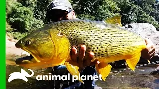 Searching For The Golden Dorado In The Rivers Of Bolivia | Fish or Die