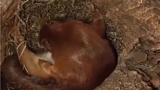 squirrel gives birth in her nest