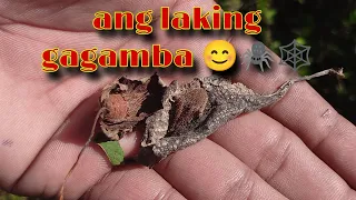 Ang laking gagamba 😊☀️🕷️🕸️