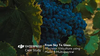 From Sky to Glass | Using Mavic 3 Multispectral To Manage Vineyards