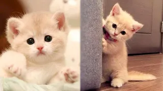 OMG! So Cute Baby Cats 😻 Best Funny Cat Videos 2021 #21 | Cute Animals Zone