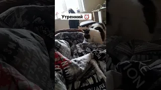 кот будит