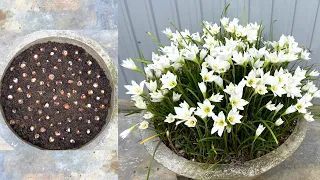 How to grow white rain lily with bulbs | rainlily flowers