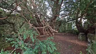 The oldest living Tree in the world??