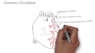Coronary circulation of the heart : with coronary occlusion