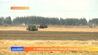 В Торбеевском районе убирают зерновые культуры