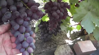 Сорт винограду "Чарли" - сезон 2022 # Grape variety "Charly" - season 2022