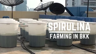 Urban Farming in Bangkok: Growing Spirulina on Rooftops