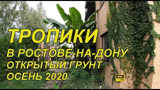 🌴🌵🌱 Тропический сад в Ростове-на-Дону. Это не Сочи но вполне возможно. Начало осени 2020. Отчет )