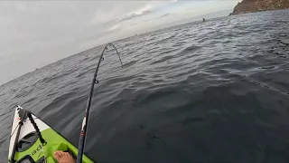 Kayak Fishing for Yellowtail at Rooikrans, Cape Point