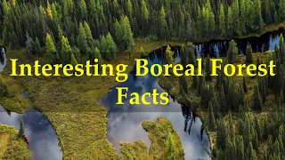 Interesting Boreal Forest Facts