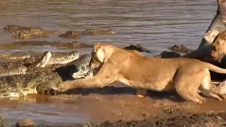 Predators in action. Lions and Crocodiles take their prey! The most epic wild animal battles