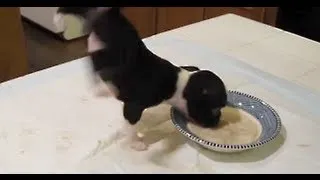 TOO CUTE!!! Boston Terrier Puppy does a Flip while Eating  (High Quality HD)