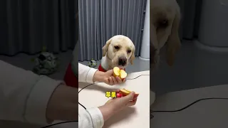 I really can't come to this dog. The Cuteness Project. Fantastic Beasts on TikTok.