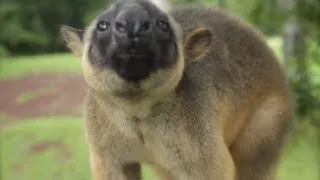 Tree Kangaroo Rescue