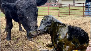 Dexter Cattle Calving | Part 3: We Have PROBLEMS. Calf CANT NURSE!