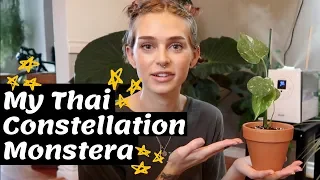 Repotting My Baby Thai Constellation Monstera!!