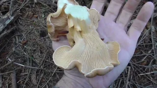 Chanterelles & Pastels - Humboldt County in October 2019. Mushroom picking in California.