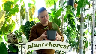 plant chores 🌱 houseplant & propagation updates, indoor plant care, watering plants