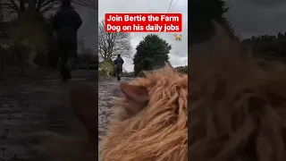 Bertie the Farm Dog takes you on a day in his life with his GoPro! 🐕🎉 #farming #farmdog #farmlife