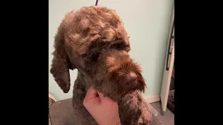 Grooming the Portuguese Water Dog head