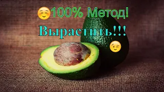100% Метод Как вырастить авокадо из косточки!!!