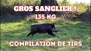 CHASSE AUX SANGLIERS - COMPILATION DE TIRS - 2023 - Belgique