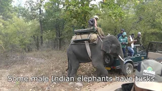 Bandhavgarh National Park; Tigers in Banhavgarh Tiger Reserve