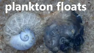 plankton floats - how do they do it?