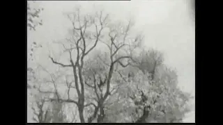 3/60 Bäume im Herbst (1960) by Kurt Kren, Clip: Beginning