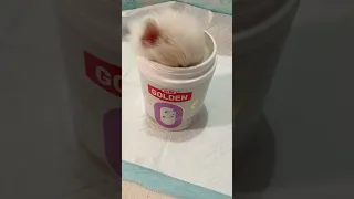 naughty Pomeranian puppy baby is tired from playing and falls asleep hiding in the bottle