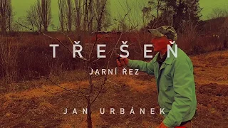 TŘEŠEŇ - jarní řez