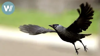 Dohlen in Stadt und Land | Tiere vor der Kamera (2003) | Folge 39/54