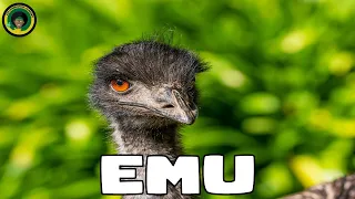 Emus || Facts about Emus